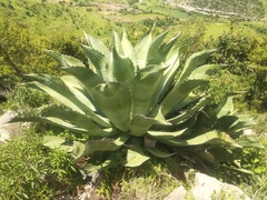 Agave scaposa