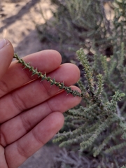 Junellia seriphioides