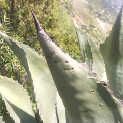 Agave scaposa