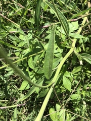 Florestina liebmannii