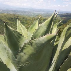 Agave scaposa