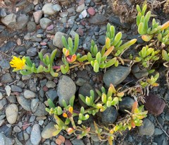 Malephora uitenhagensis