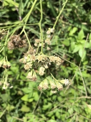 Florestina liebmannii