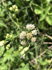 Florestina liebmannii