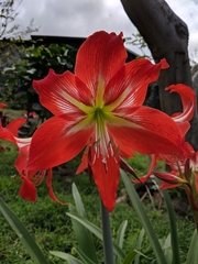Hippeastrum reginae
