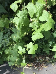 Bryonia cretica dioica