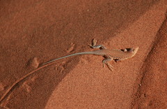 Meroles cuneirostris