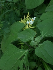 Solanum pinnatisectum