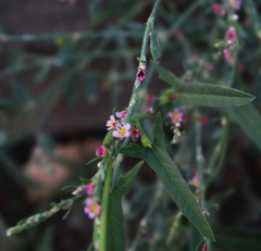 Polygonum