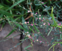 Polygonum