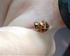Harmonia axyridis