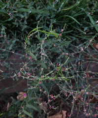 Polygonum