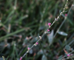 Polygonum