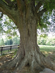 Tilia