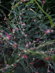 Polygonum