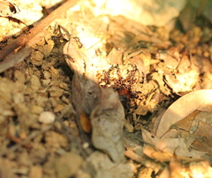 Leptogenys diminuta