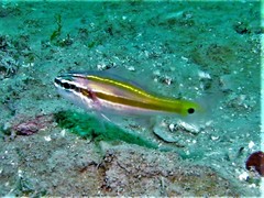 Ostorhinchus cavitensis