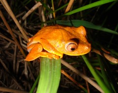 Boana semilineata