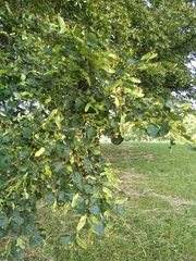 Tilia
