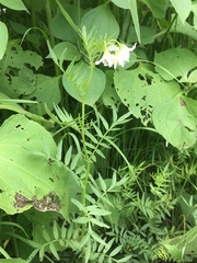 Solanum pinnatisectum