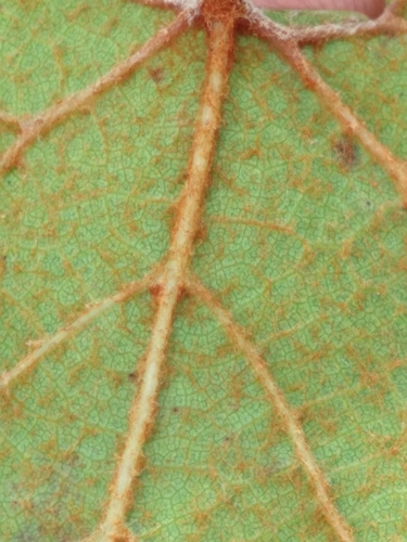 Image of Vitis rufotomentosa by (c) Scott Ward, some rights reserved (CC BY)