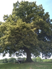 Tilia