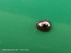 Brachyplatys subaeneus