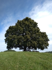 Tilia