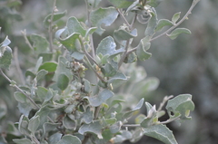 Atriplex nummularia