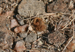 Hottentotta conspersus