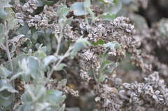 Atriplex nummularia