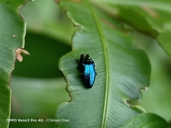Endelus cupido