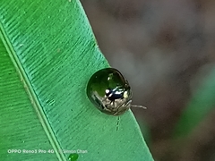 Brachyplatys subaeneus