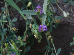 Medicago