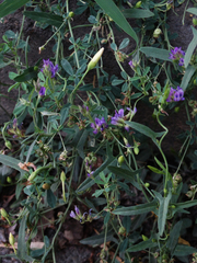 Medicago