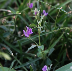 Medicago