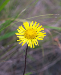 Inula ciliaris