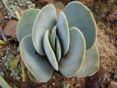 Crassula tomentosa