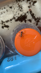 Neoclytus acuminatus