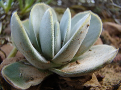 Crassula tomentosa
