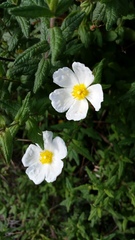 Cistus psilosepalus