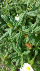Cistus psilosepalus