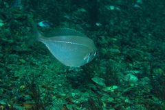 Parequula melbournensis