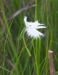Pecteilis radiata