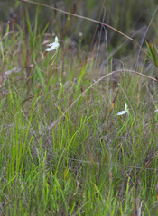 Pecteilis radiata