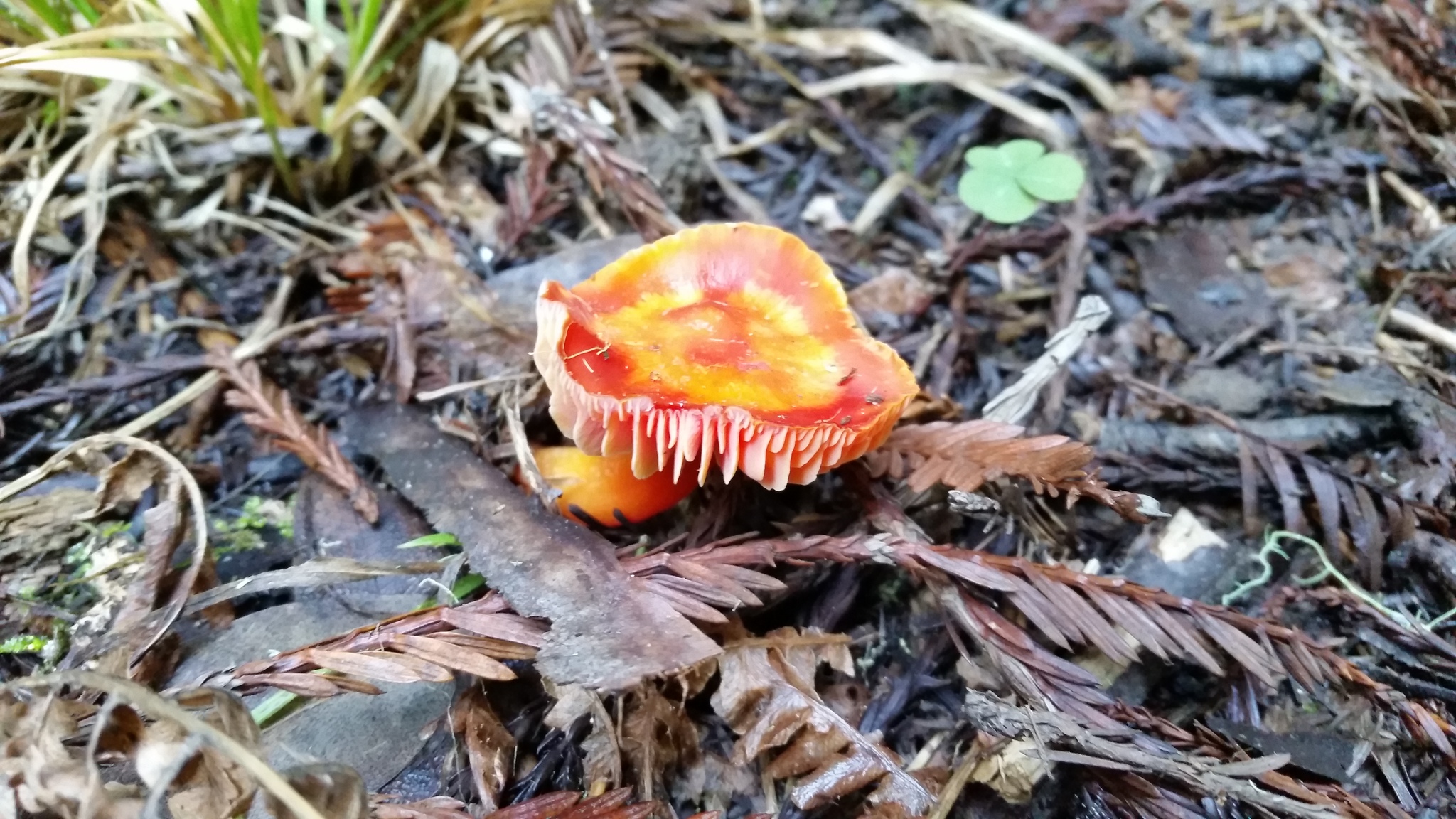 Hygrocybe coccinea image