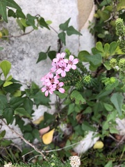 Adenandra rotundifolia