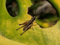 Gymnobothroides pullus