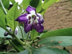 Capsicum pubescens