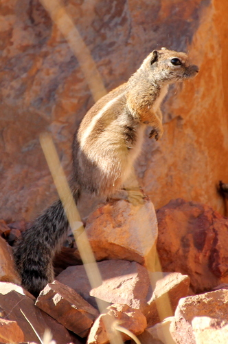 Barbary Ground Squirrel, photo 6 of 10